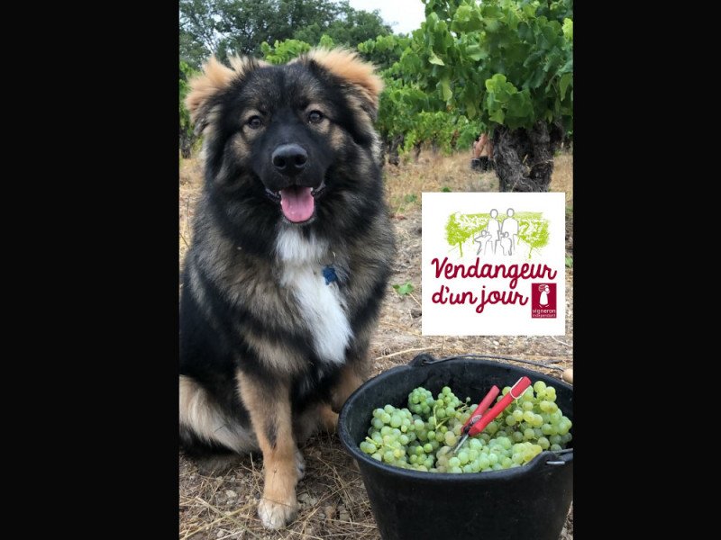 chien seau raisins Domaine de l-Aster.jpg