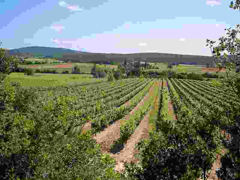 vigne-cave-saint-maurice-vue-large.jpeg
