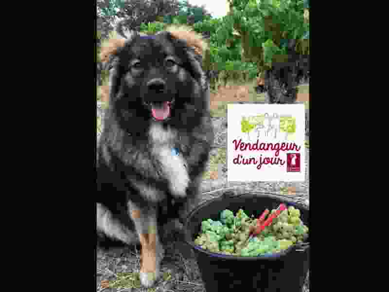 chien seau raisins Domaine de l-Aster.jpg