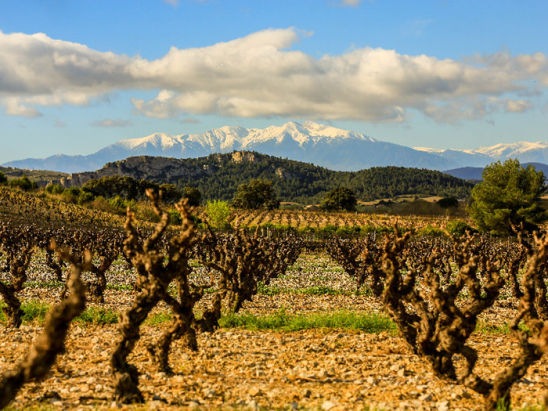 vignoble du roussillon.jpg