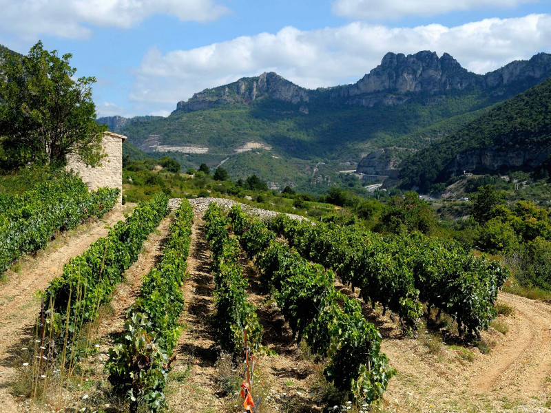 pepites-du-sud-image-intro