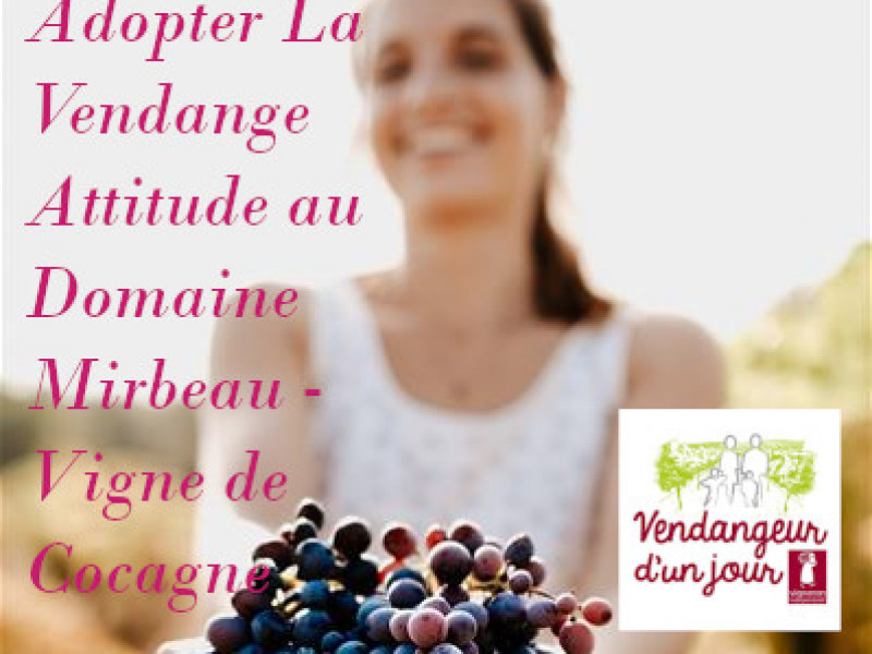 vigne de cocagne 2.jpg