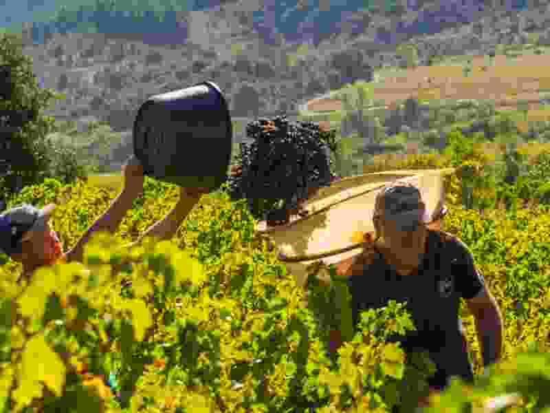 vendange narbonne 2.jpeg